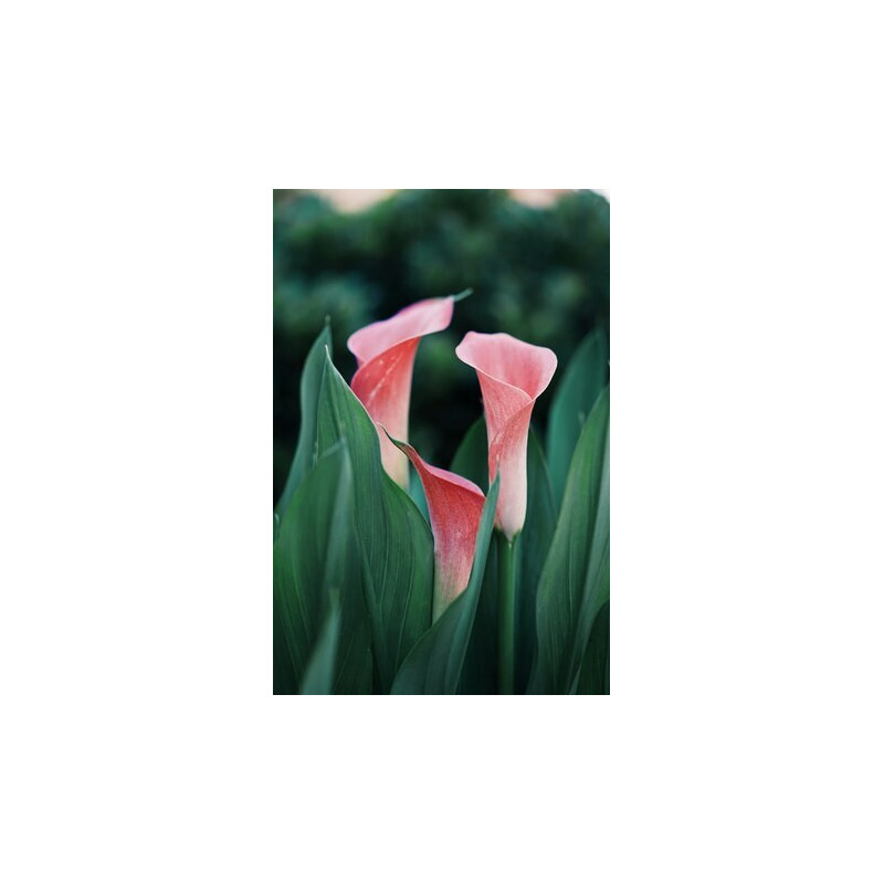 Blinkshop 7