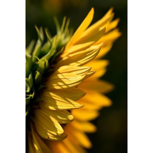 Hey! Ghizlane (Discover)