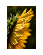 Hey! Ghizlane (Discover)