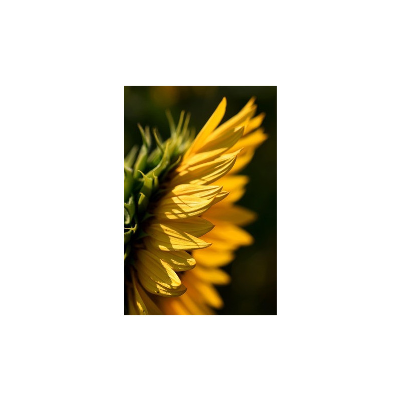 Hey! Ghizlane (Discover)